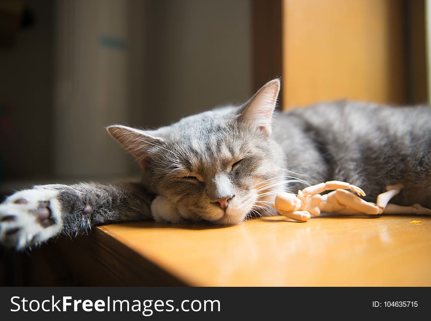 Gray And White Short Coated Cat On Brown Wooden Table Top