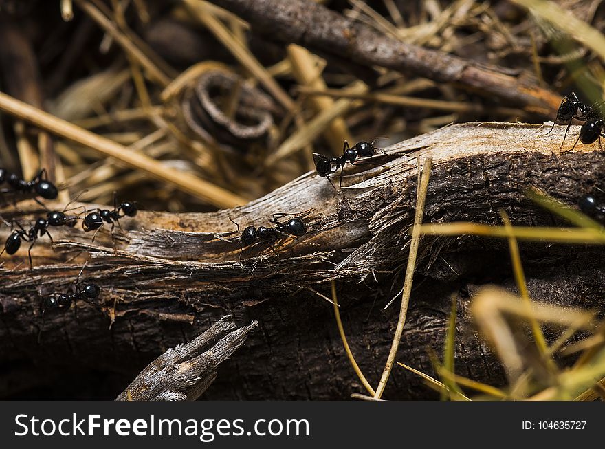 Black Ants on Brown Tree Trunks
