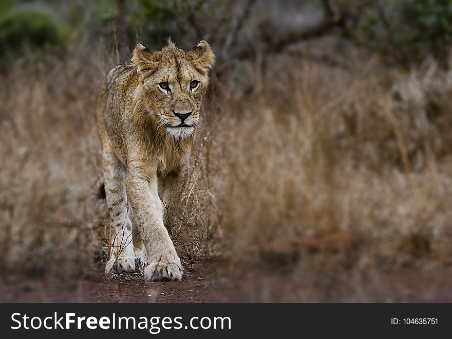 Photography Of Young Lion