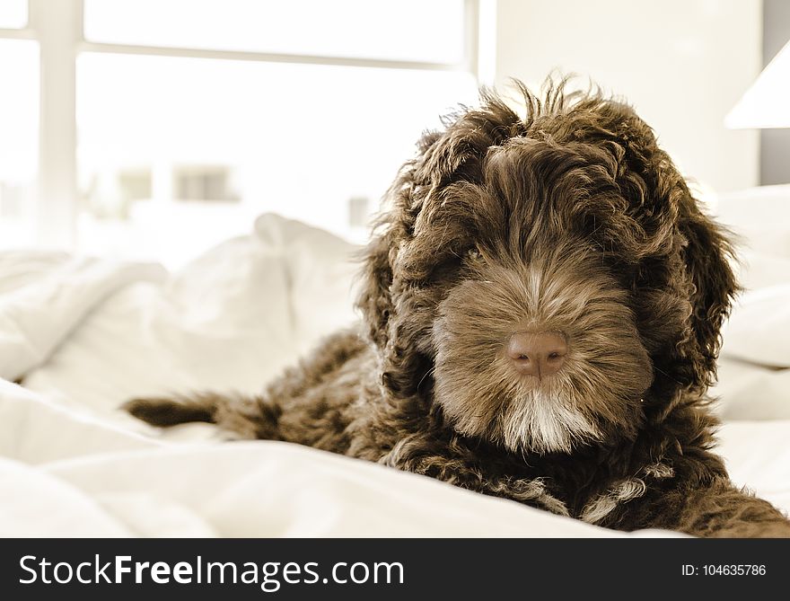 Brown and White Portuguese Water Dog Puppy