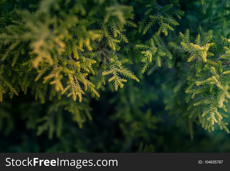 Green Tree Macro Photography