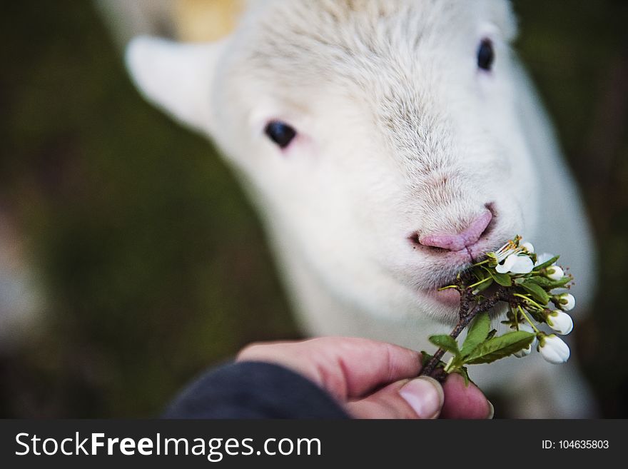Photo of Person Holding Flower Eating White Animal