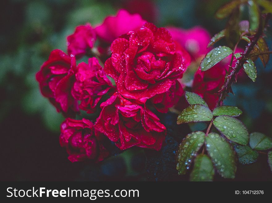 Photography Of Red Roses