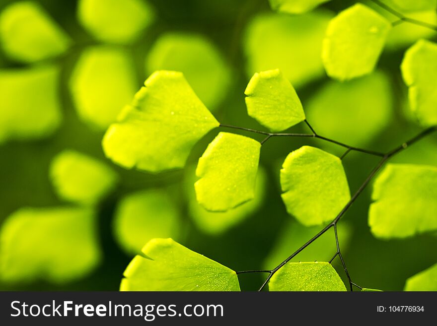 Fresh Tropical Green Leaves Background