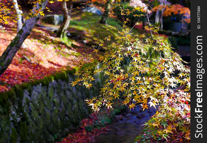 Red maple leaves in autumn in the park