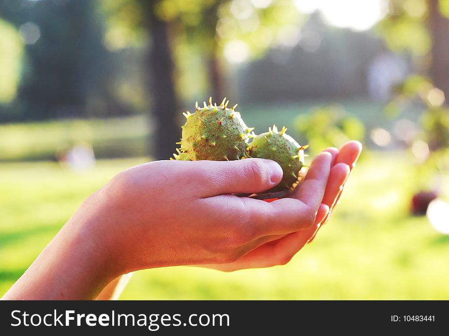 Close-up of hands holding chestnuts; warm natural lighting. Close-up of hands holding chestnuts; warm natural lighting