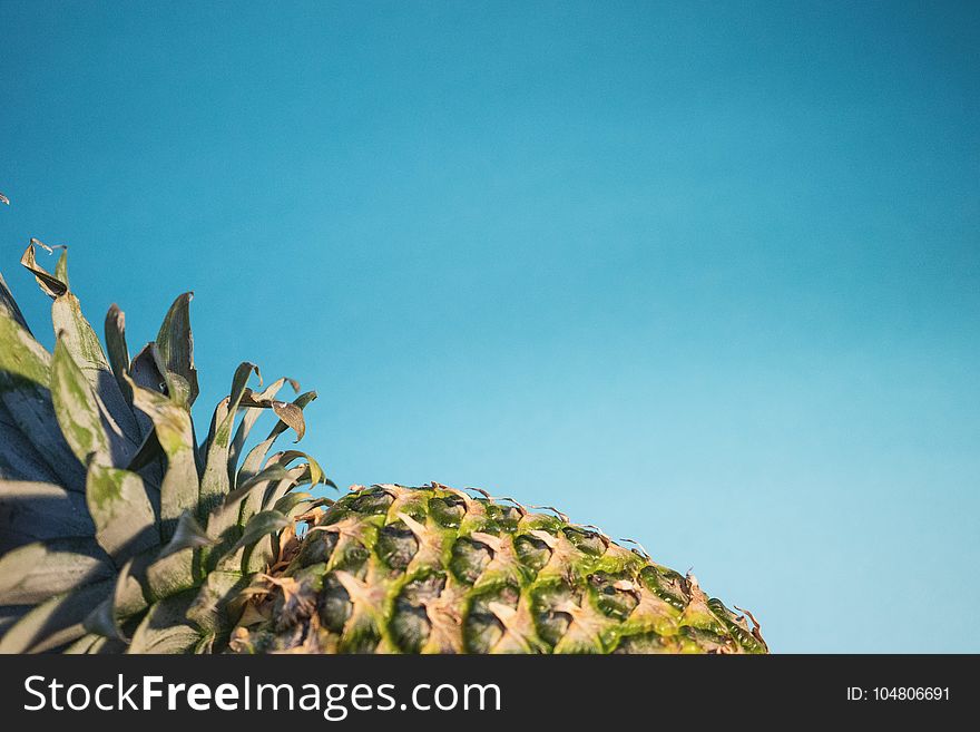 Focus Photography of Pineapple Fruit