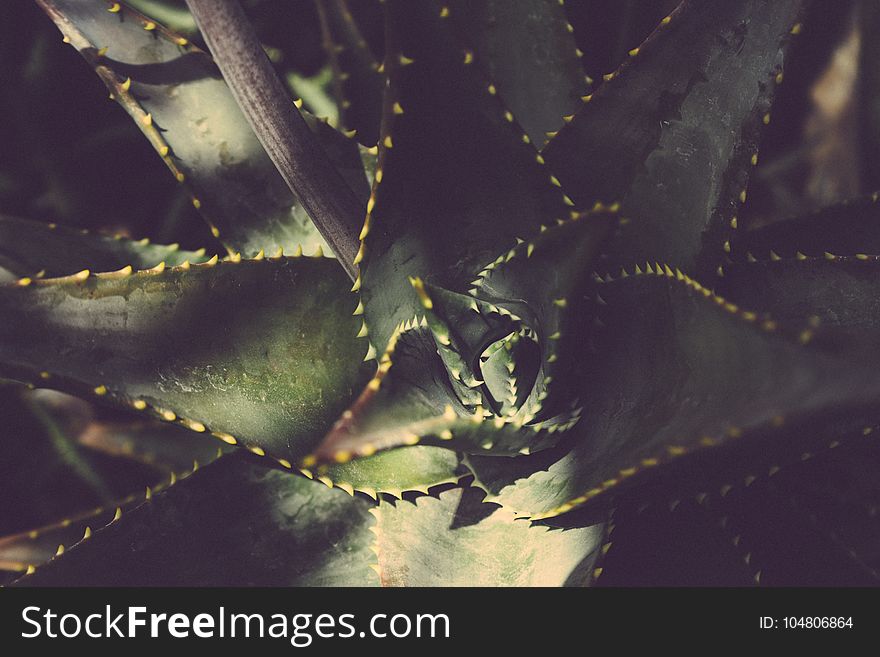 Blur, Botanical, Cactus, Close-up