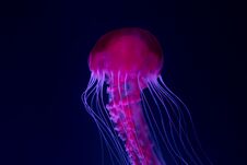 Jellyfish In Aquarium , Pink Jellyfish Stock Photography