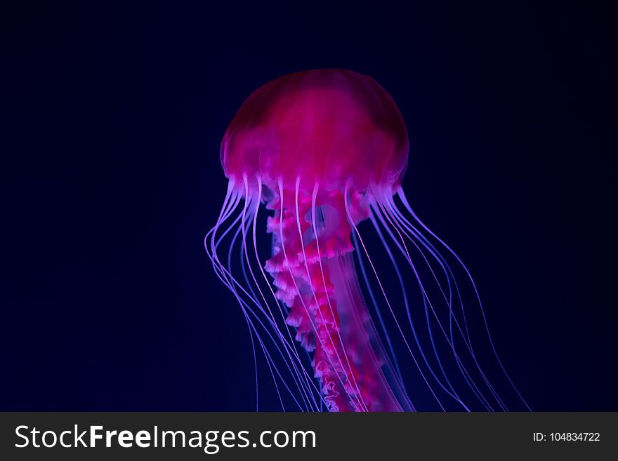 Jellyfish In Aquarium , Pink Jellyfish