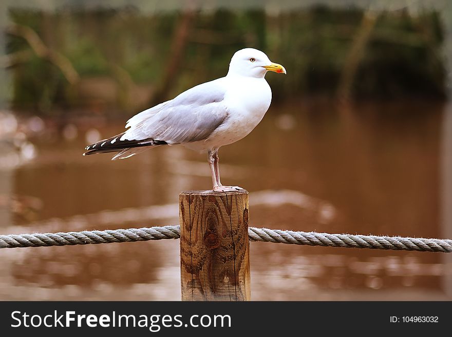 Animal, Avian, Beak