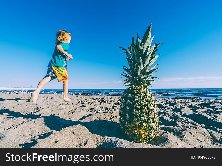 Beach, Beachlife, Birds, Blue