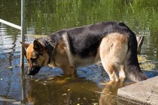 Beautiful German Shepherd Dog Drinking Water Royalty Free Stock Photography