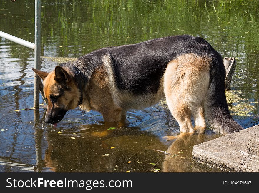 Beautiful German Shepherd Dog Drinking Water