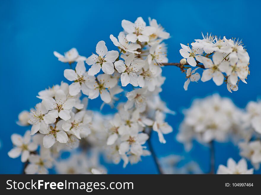 Malus pumila apple-tree in small DOF