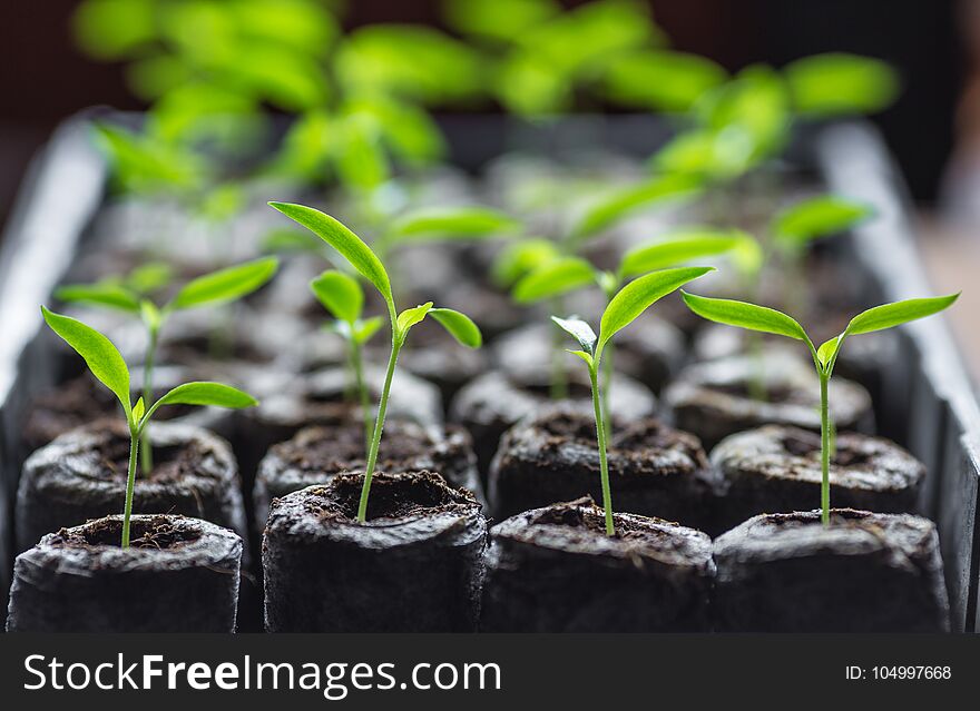 Young Fresh Seedling Stands In Plastic Pots. Cucumber Plantation. Cultivation Of Cucumbers In Greenhouse.