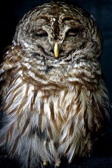 Bird - Barred Owl (Strix Varia) Stock Image Bird - Barred Owl (Strix Varia) Stock Image
