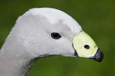 Cape Barren Goose Closeup Royalty Free Stock Image