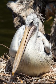 Pelican Royalty Free Stock Images