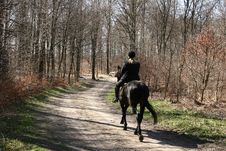 Danish Horses Stock Photography