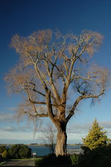 Large Mature Tree Stock Photo