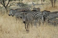 Herd Of Zebra Royalty Free Stock Photos Herd Of Zebra Royalty Free Stock Photos