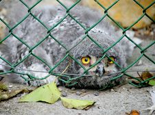 Owl Nestling 2 Stock Images