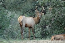 Bull Elk Royalty Free Stock Photography