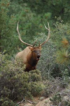 Bull Elk Royalty Free Stock Images