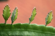 Aloe Vera Royalty Free Stock Images Aloe Vera Royalty Free Stock Images