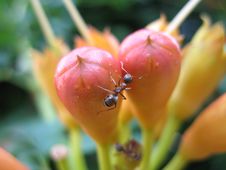 Ant & Flowers Stock Image