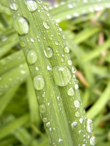 Blade Of Grass Stock Photos Blade Of Grass Stock Photos