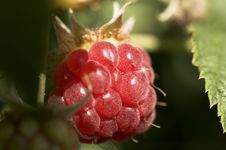 Raspberries Royalty Free Stock Photography