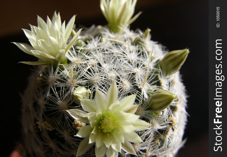 Flower blossom in cactus plant. Flower blossom in cactus plant