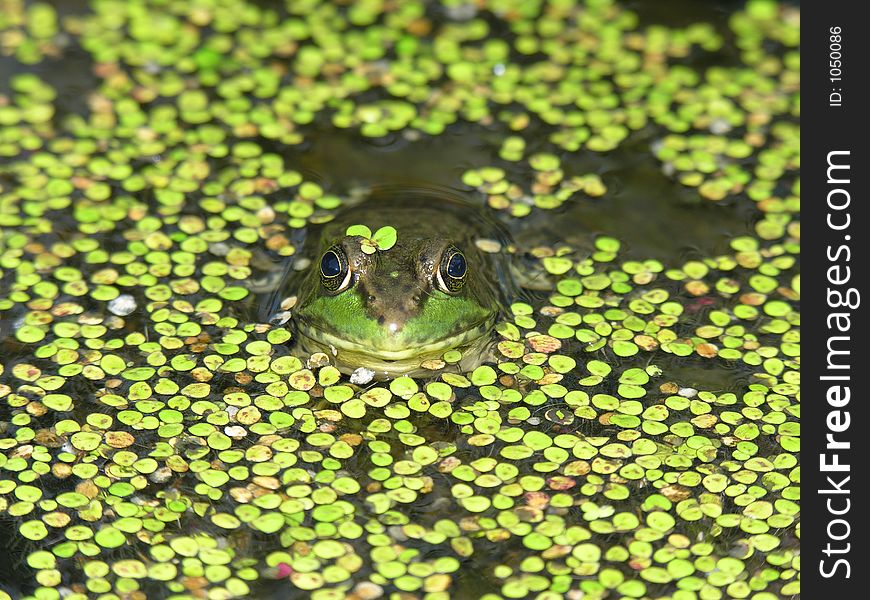 Frog in a pond - view of face. Frog in a pond - view of face