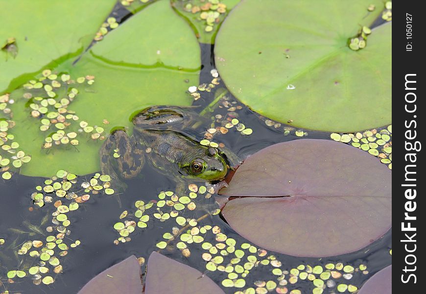 Frog Resting On Lilypad