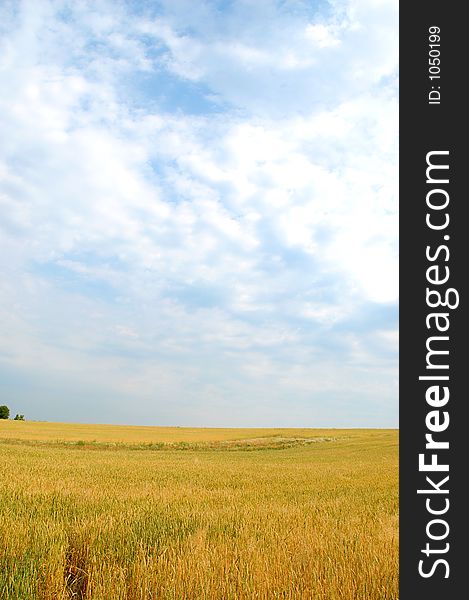 Yellow field with blue sky. Yellow field with blue sky