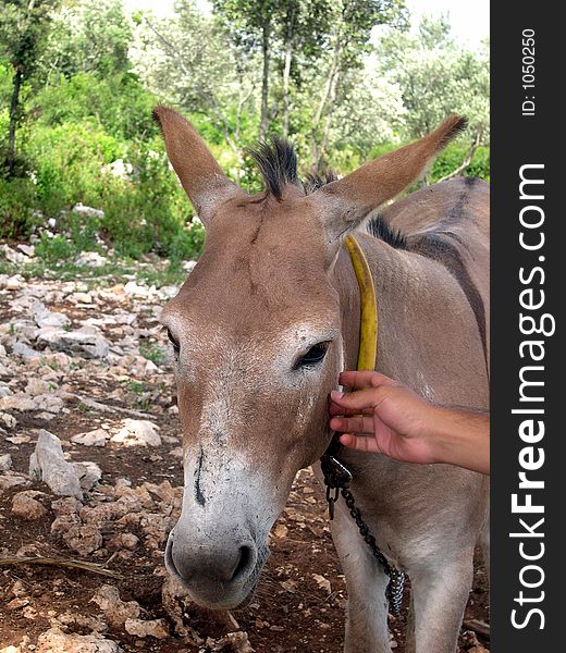 Burro details, Croatia, Adriatic, Europe