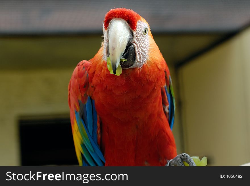 Macaw parrot eating grape