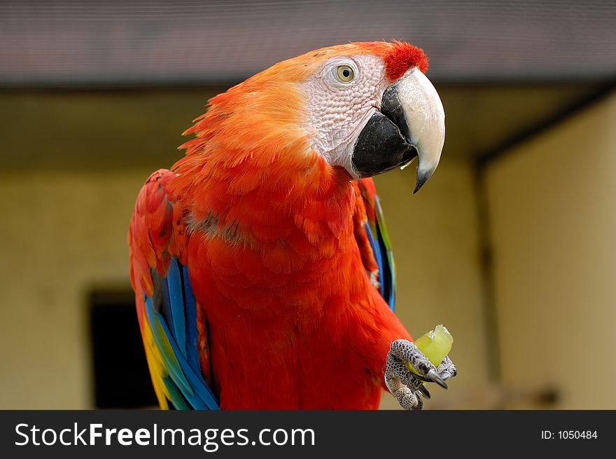 Macaw parrot eating grape