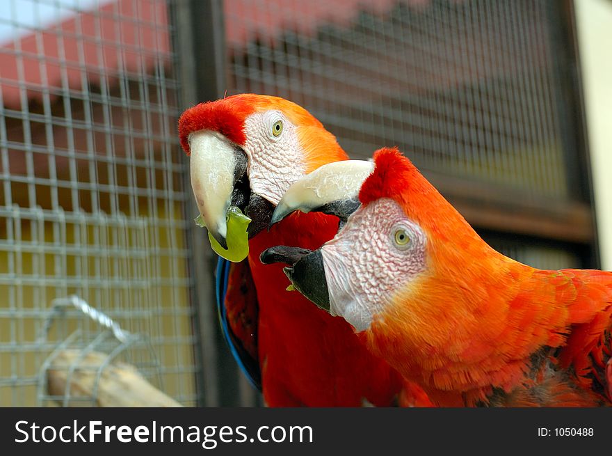 A pair of macaw parrots