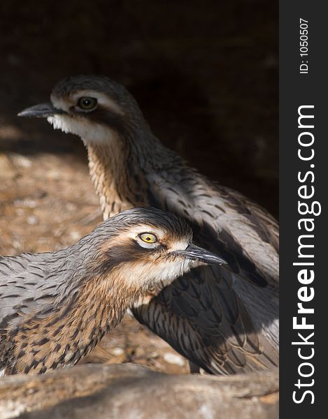 A closeup shot of two Bush Thick-Knee - an Australian native bird. A closeup shot of two Bush Thick-Knee - an Australian native bird.