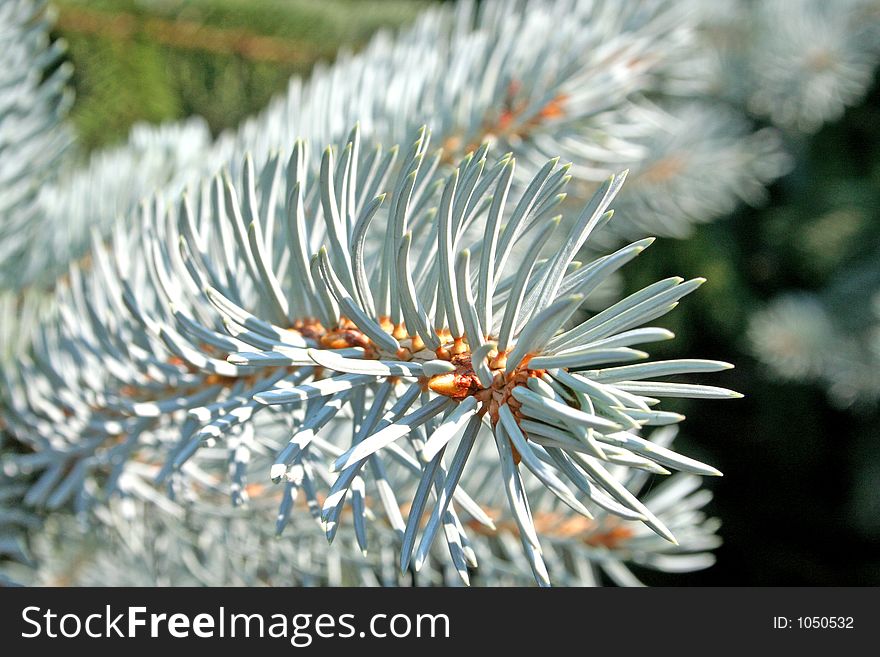 A close-up of pine needles shows how amazing each piece grows from the branch. A close-up of pine needles shows how amazing each piece grows from the branch.