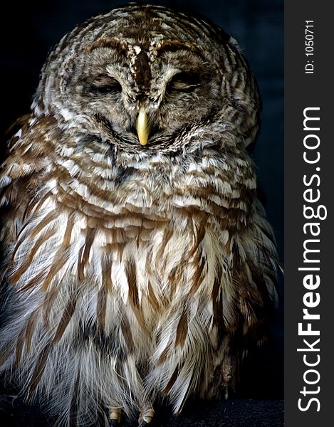 Bird - Barred Owl (Strix Varia)