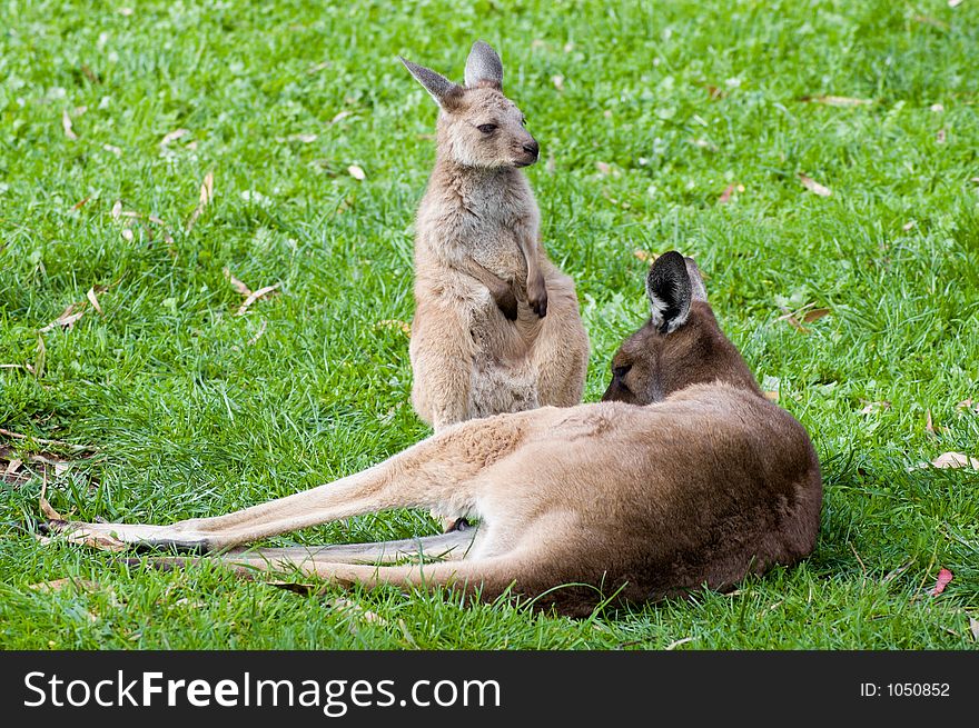 A yougn joey is looked upon by mother kangaroo. A yougn joey is looked upon by mother kangaroo.