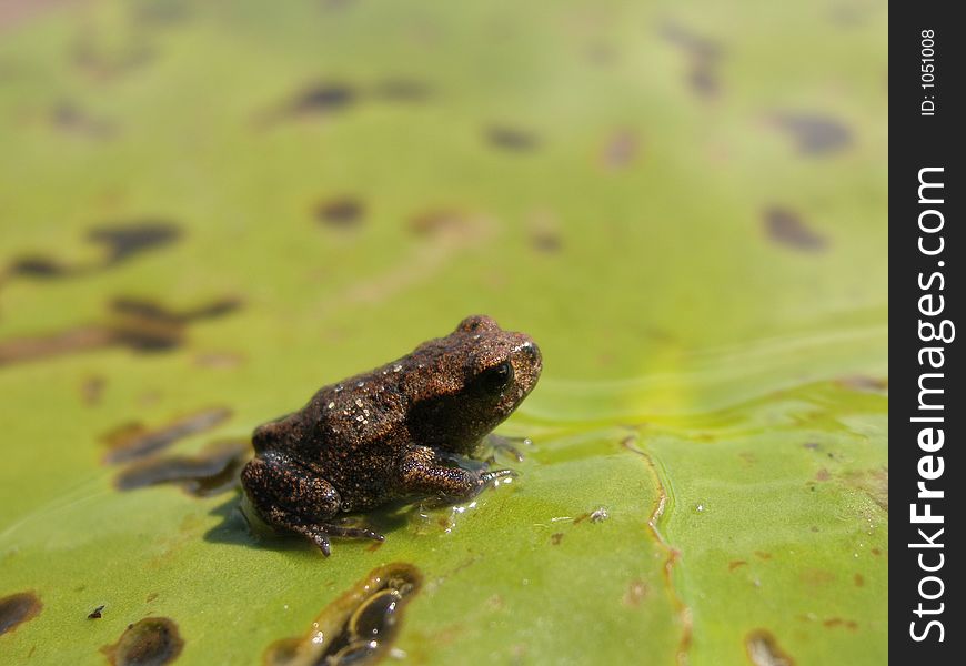 Small frog near the pond