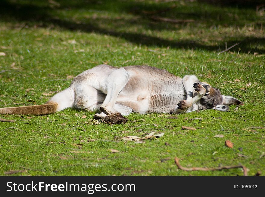 A mature kangaroo lounges around in the afternoon sun. A mature kangaroo lounges around in the afternoon sun.