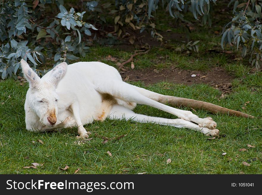 An albino kangaroo lounges around in the afternoon sun. An albino kangaroo lounges around in the afternoon sun.