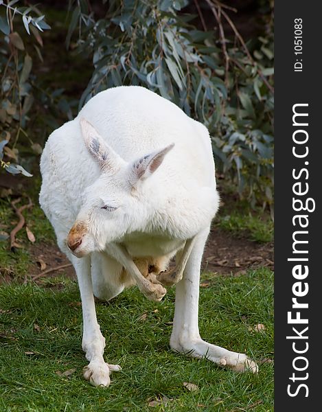 A mature albino Kangaroo.