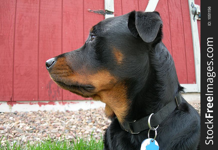 Female rottie guard dog protecting the possessions in the shed.